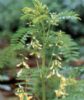 Astragali Polusaccharoses